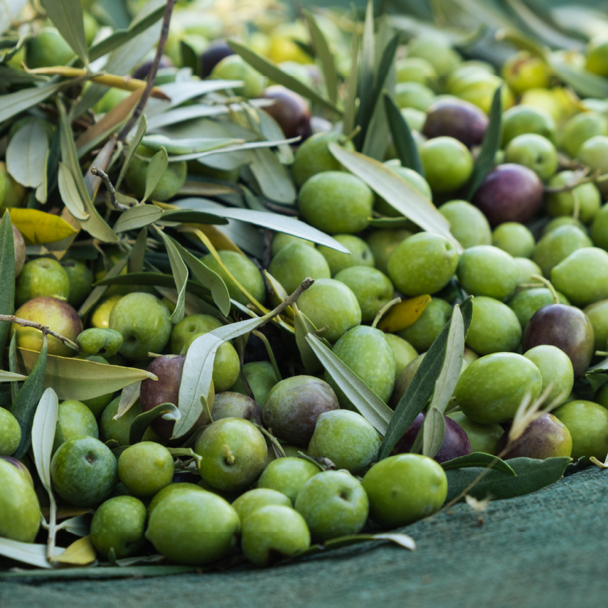 Olio versato su piatto